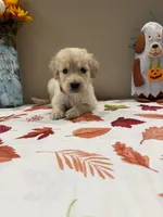 AKC Red Boy, a male Golden Retriever for sale in Fort Wayne, IN – 2 of 10