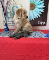 AKC Cyan Girl, a female Golden Retriever for sale in Fort Wayne, IN – 5 of 10