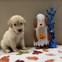 AKC Red Boy, a male Golden Retriever for sale in Fort Wayne, IN – 4 of 10
