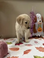 AKC Purple Girl , a female Golden Retriever for sale in Fort Wayne, IN – 7 of 10