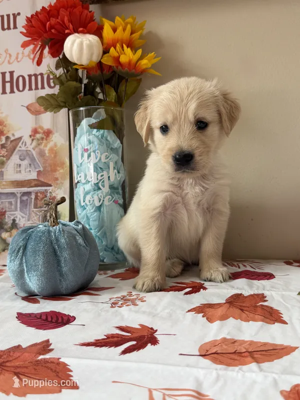AKC Blue Boy – Golden Retriever puppy for sale in Fort Wayne, IN