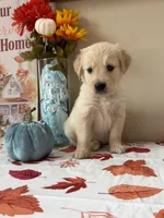 AKC Blue Boy, a male Golden Retriever for sale in Fort Wayne, IN – 1 of 10