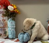 AKC Green Boy , a male Golden Retriever for sale in Fort Wayne, IN – 6 of 10