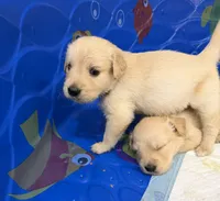 Purple Girl , a female Golden Retriever for sale in Fort Wayne, IN – 3 of 3