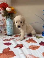 AKC Orange Boy, a male Golden Retriever for sale in Fort Wayne, IN – 7 of 10
