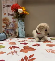 AKC Red Boy, a male Golden Retriever for sale in Fort Wayne, IN – 9 of 10