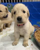 Red Male, a male Golden Retriever for sale in Fort Wayne, IN – 2 of 2