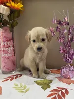 AKC Lime Girl, a female Golden Retriever for sale in Fort Wayne, IN – 9 of 10