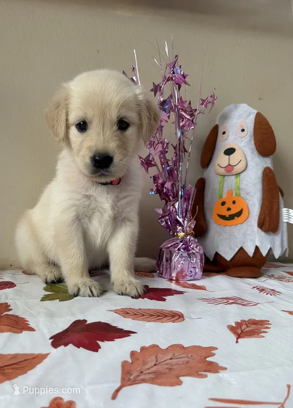 AKC Pink Girl – Golden Retriever puppy for sale in Fort Wayne, IN