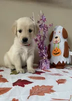 AKC Pink Girl, a female Golden Retriever for sale in Fort Wayne, IN – 1 of 10