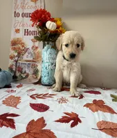 AKC Green Boy , a male Golden Retriever for sale in Fort Wayne, IN – 10 of 10
