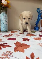 AKC Orange Boy, a male Golden Retriever for sale in Fort Wayne, IN – 5 of 10