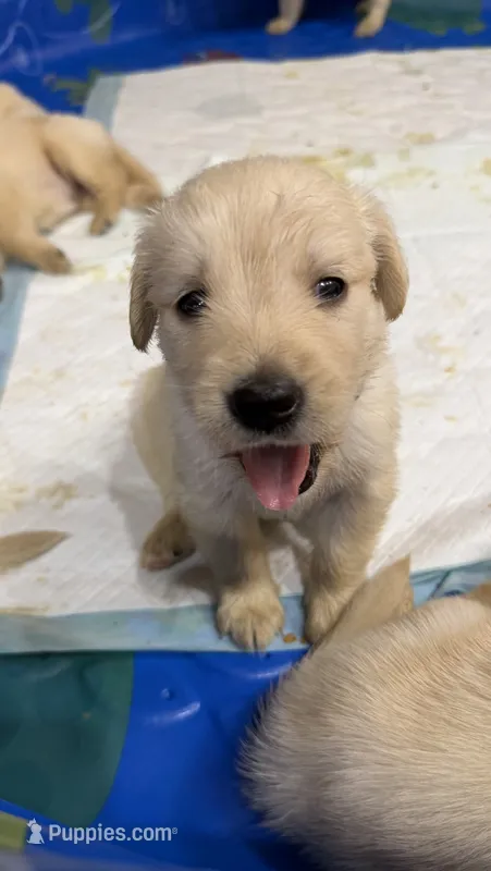 Red Male – Golden Retriever puppy for sale in Fort Wayne, IN