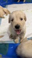 Red Male, a male Golden Retriever for sale in Fort Wayne, IN – 1 of 2