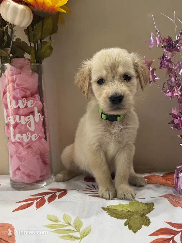 AKC Lime Girl – Golden Retriever puppy for sale in Fort Wayne, IN