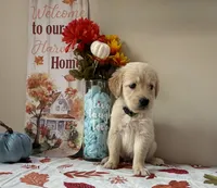 AKC Green Boy , a male Golden Retriever for sale in Fort Wayne, IN – 8 of 10