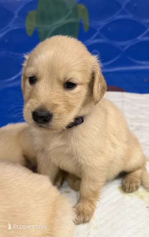 Purple Girl  – Golden Retriever puppy for sale in Fort Wayne, IN