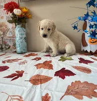 AKC Orange Boy, a male Golden Retriever for sale in Fort Wayne, IN – 10 of 10