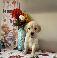 AKC Green Boy , a male Golden Retriever for sale in Fort Wayne, IN – 4 of 10