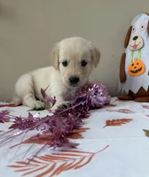 AKC Pink Girl, a female Golden Retriever for sale in Fort Wayne, IN – 5 of 10