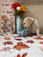 AKC Blue Boy, a male Golden Retriever for sale in Fort Wayne, IN – 4 of 10