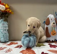 AKC Green Boy , a male Golden Retriever for sale in Fort Wayne, IN – 9 of 10