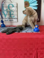 AKC Cyan Girl, a female Golden Retriever for sale in Fort Wayne, IN – 6 of 10