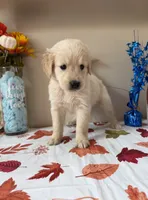 AKC Orange Boy, a male Golden Retriever for sale in Fort Wayne, IN – 3 of 10