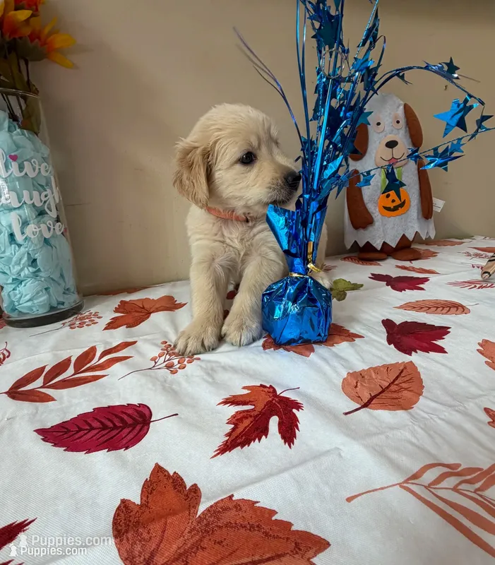 AKC Orange Boy – Golden Retriever puppy for sale in Fort Wayne, IN