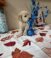 AKC Orange Boy, a male Golden Retriever for sale in Fort Wayne, IN – 8 of 10