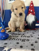 AKC Dk. Green Boy, a male Golden Retriever for sale in Fort Wayne, IN – Photo 5 of 10