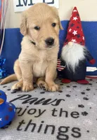 AKC Dk. Green Boy, a male Golden Retriever for sale in Fort Wayne, IN – Photo 10 of 10