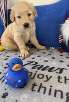 AKC Dk. Green Boy, a male Golden Retriever for sale in Fort Wayne, IN – Photo 7 of 10
