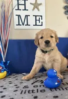 AKC Dk. Green Boy, a male Golden Retriever for sale in Fort Wayne, IN – Photo 3 of 10