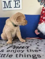 AKC Dk. Green Boy, a male Golden Retriever for sale in Fort Wayne, IN – Photo 2 of 10