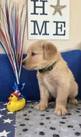 AKC Dk. Green Boy, a male Golden Retriever for sale in Fort Wayne, IN – Photo 9 of 10
