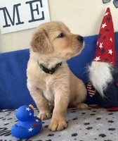 AKC Dk. Green Boy, a male Golden Retriever for sale in Fort Wayne, IN – Photo 4 of 10