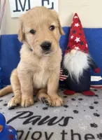 AKC Dk. Green Boy, a male Golden Retriever for sale in Fort Wayne, IN – Photo 8 of 10