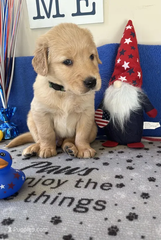 AKC Dk. Green Boy – Golden Retriever puppy for sale in Fort Wayne, IN