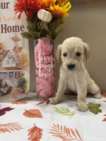 AKC Lime Girl, a female Golden Retriever for sale in Fort Wayne, IN – 10 of 10
