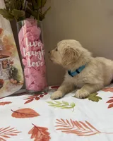 AKC Turquoise Girl, a female Golden Retriever for sale in Fort Wayne, IN – 2 of 10