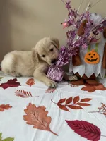 AKC Purple Girl , a female Golden Retriever for sale in Fort Wayne, IN – 4 of 10