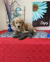AKC Cyan Girl, a female Golden Retriever for sale in Fort Wayne, IN – 2 of 10