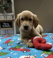 Yellow Girl, a female Golden Retriever for sale in Fort Wayne, IN – Photo 5 of 10