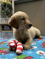Yellow Girl, a female Golden Retriever for sale in Fort Wayne, IN – Photo 3 of 10