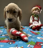 Yellow Girl, a female Golden Retriever for sale in Fort Wayne, IN – Photo 4 of 10