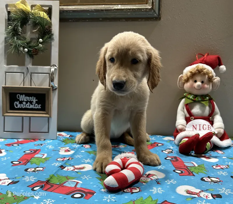 Yellow Girl, a female Golden Retriever for sale in Fort Wayne, IN – Photo 1 of 10