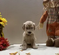 Yellow Girl, a female Golden Retriever for sale in Fort Wayne, IN – Photo 8 of 10