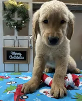 Orange Boy, a male Golden Retriever for sale in Fort Wayne, IN – Photo 4 of 10