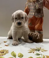 Orange Boy, a male Golden Retriever for sale in Fort Wayne, IN – Photo 9 of 10